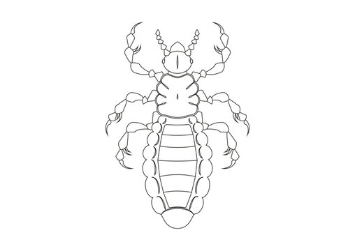 Black and White Louse Clipart Vector isolated on White Background. Coloring Page of a Louse