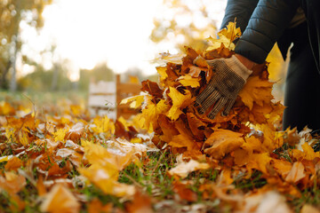 Close-up of male hands in gloves collecting fallen leaves and putting them in a special box....