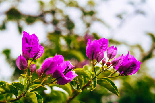 bougainvillea purple