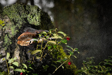 Fototapete bei efototapeten.de bestellen   