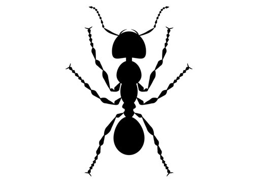 Black and White Ant Clipart