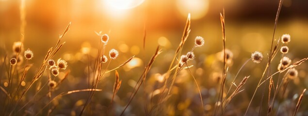 the sun shines on some grass banner background