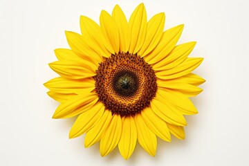 Mature sunflower showing yellow petals and dark center, set against white backdrop. Generative AI