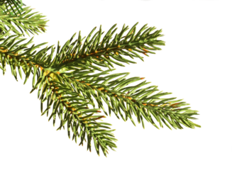 Christmas tree branch, fir twig, spruce tree, pine tree branch isolated on transparent background, png file
