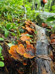 mushroom on the ground