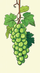 Hand drawn cartoon fresh green grape fruit illustration
