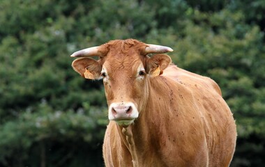 vaches et veaux du Limousin dans le pré.