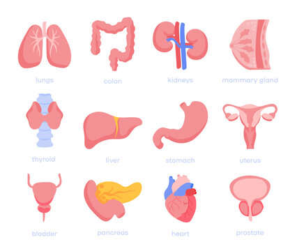 Human internal organ - Color icons. Set vector icons sign and symbols in flat design medicine and health with elements for mobile concepts and web apps. Collection modern infographic logo
