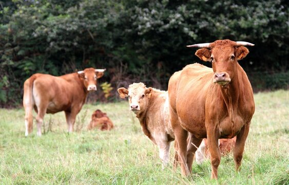 vaches et veaux du Limousin dans le pr&eacute;.