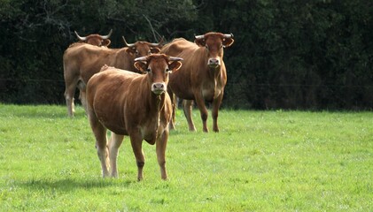 vaches et veaux du Limousin dans le pré. - obrazy, fototapety, plakaty