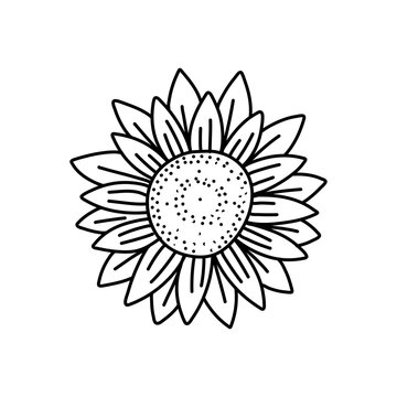 Vector Sunflowers illustration, Black and White Floral outline set isolated on white background