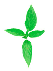 leaf Sweet Basil,leaf Common basil,spice plant Basil is commonly used in cooking because of its fragrant aroma. green white background