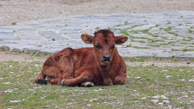 Baby Aurochs, Heck cattle, Bos primigenius taurus, claimed to resemble the extinct aurochs. Domestic highland cattle