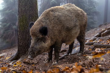 Wildschwein im Herbstwald