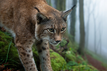 Angreifender Luchs