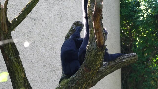 The black-headed spider monkey, Ateles fusciceps is a species of spider monkey, a type of New World monkey, from Central and South America.