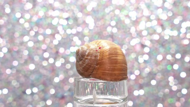 Empty snail shell on a glass rotating
