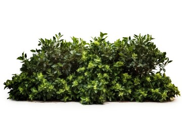 Obraz premium A lush green bush with vibrant leafs in a well-groomed gardening background, exemplifying nature's beauty and design.
