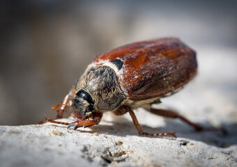 Maikäfer