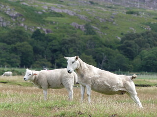 Obraz premium Moutons Ecosse 