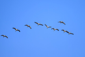 A group of Common Cranes flying blue sky