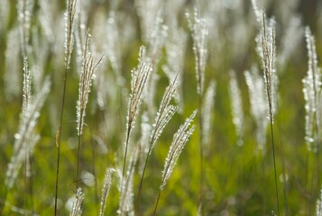 ゴールデンススキ