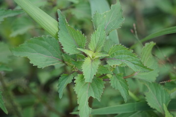 Basilicum polystachyon (Daun sangket). This plant is used to prevent mosquito bites