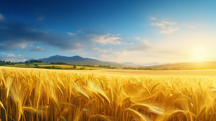 Golden yellow wheat field and bright sky in the morning.