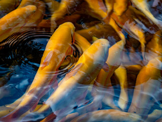Amberforellen im Fischbecken