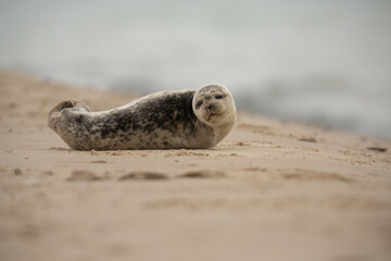 Seehund-Baby wartet auf die Mutter, in Grenen, Skagen, Dänemark