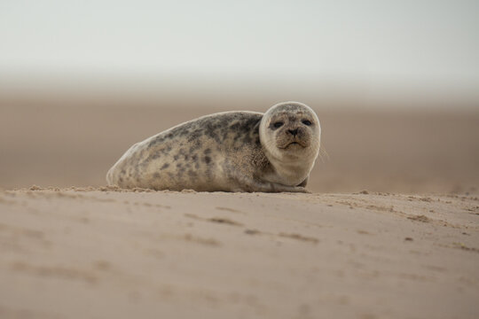 Seehund-Baby wartet auf die Mutter, in Grenen, Skagen, D&auml;nemark