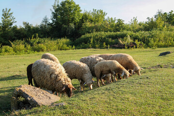 Peaceful Flock of Sheep Grazing in Serene Golden Hour Meadow. Sheep grazing at sunset. Nature farming