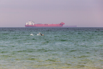 Schwimmer in der Ostsee bei Skagen, mit Schiffen © Dominik Rueß