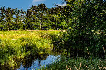 Wetland with moat meadow and forest in the background