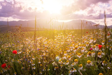 Zelfklevend Fotobehang Daisies and other wild flower in summer meadow on sunset © Maresol