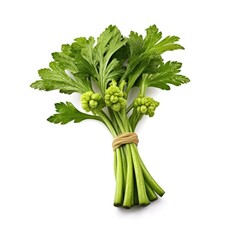 Chinese celery  on White background, HD