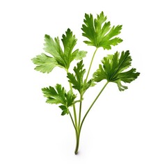 Chinese celery  on White background, HD