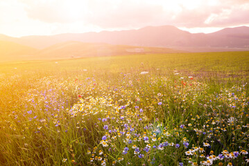 Daisies and other wild flower in summer meadow on sunset