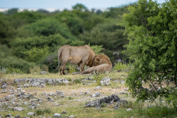 Bonded Brotherhood: Two Young Male Lions Sharing an Affectionate Moment in the Untamed Wilderness of Africa