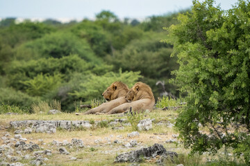 Savannah Siblings: A Heartwarming Encounter of Two Young Male Lions in the African Wilderness