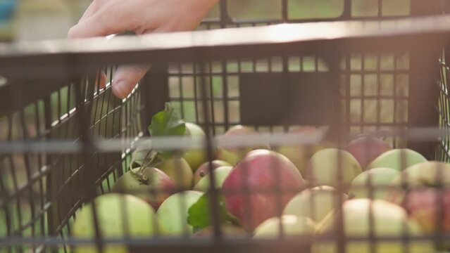 Seasonal autumn fruit picking. A man's hand puts an apple in a basket. Natural healthy organic food with vitamins. Picking apples to make fresh juice and jam. From the garden to market and to table.