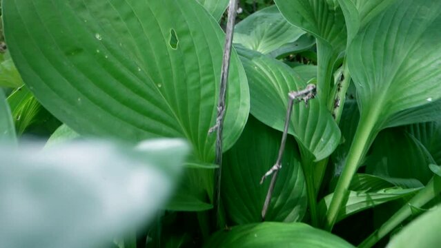 plantain in garden, closeup moving shot on fresh green grass in meadow in summer, medicinal plants