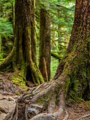 Rainforest in Central Cascades Washington Pacific North West