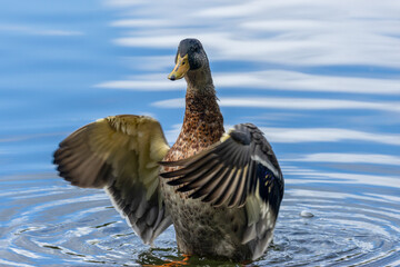 Duck flapping its wings in the blue water