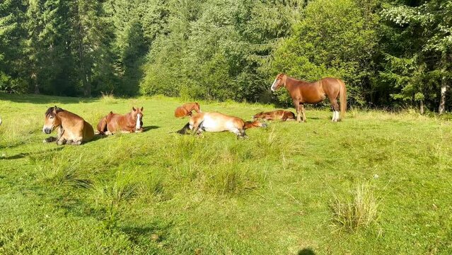 A group of horses rest in a sunny forest clearing 