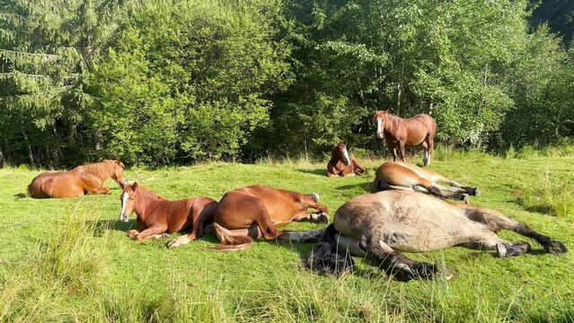 A family of adult and young horses rest and sleep 