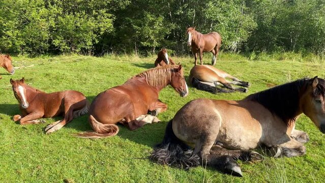 Horses are resting in a forest clearing