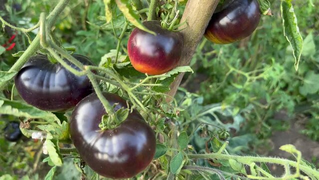 Ripe black tomatoes grow on a bush in the garden