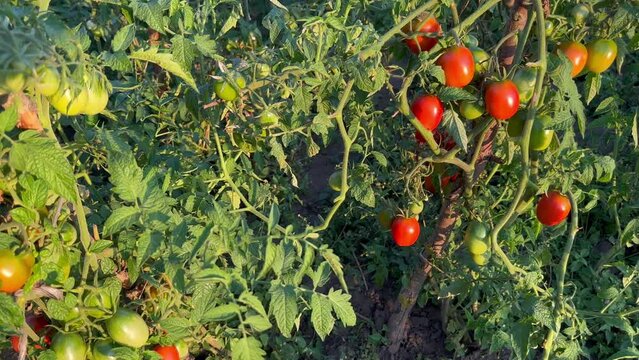 Tomatoes ripening on the bush in the garden