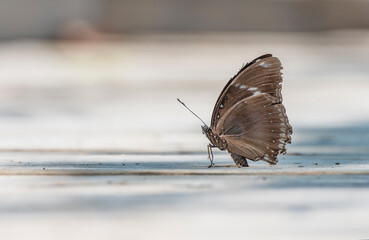 Closep view of a old butterfly with broken wing resting on ground